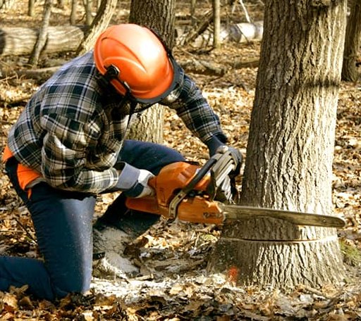 Tree Removal in Milford, MA